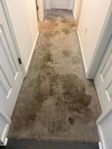 carpet cleaning